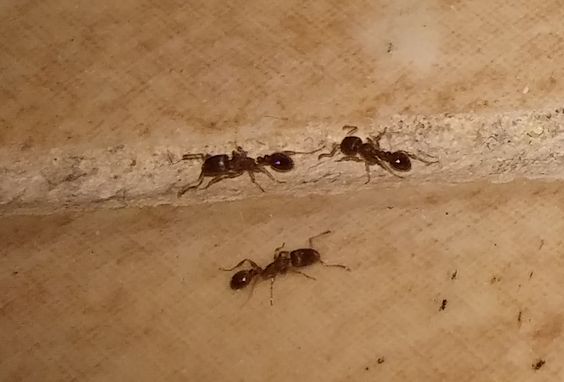 Crni mravi